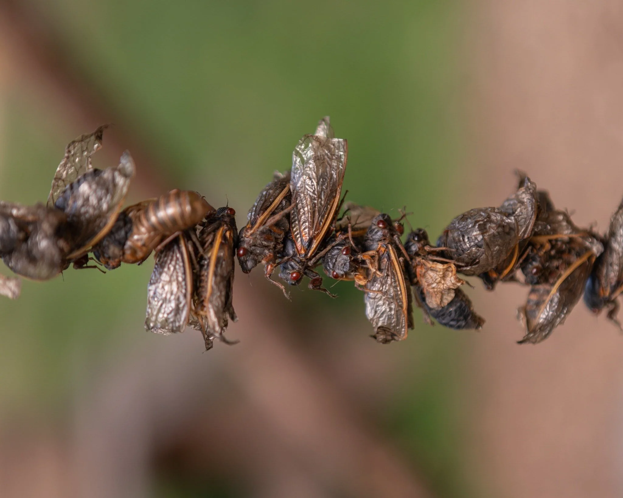 Why aren’t we eating bugs?