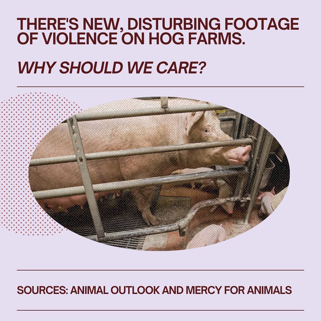 Bombshell footage of animal cruelty on hog farms has brought attention to the Exposing Agricultural Trade Suppression Act. This agribusiness-backed bill seeks to undermine local animal welfare laws. Take action today and urge your federal lawmakers t