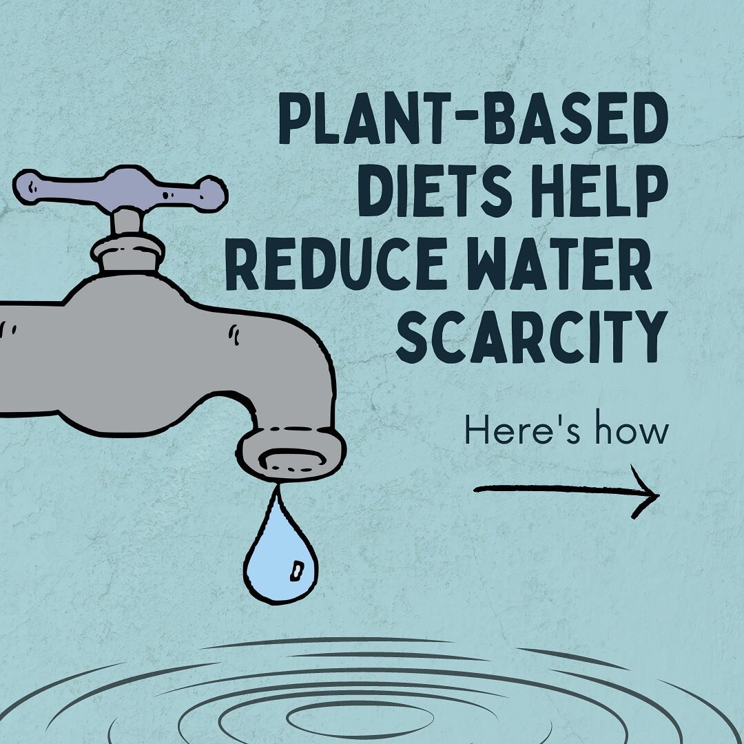 Climate change is quickly exacerbating water scarcity, particularly in already arid regions. Vegetarian and vegan diets help curtail this issue by using significantly less water than meat-based diets.