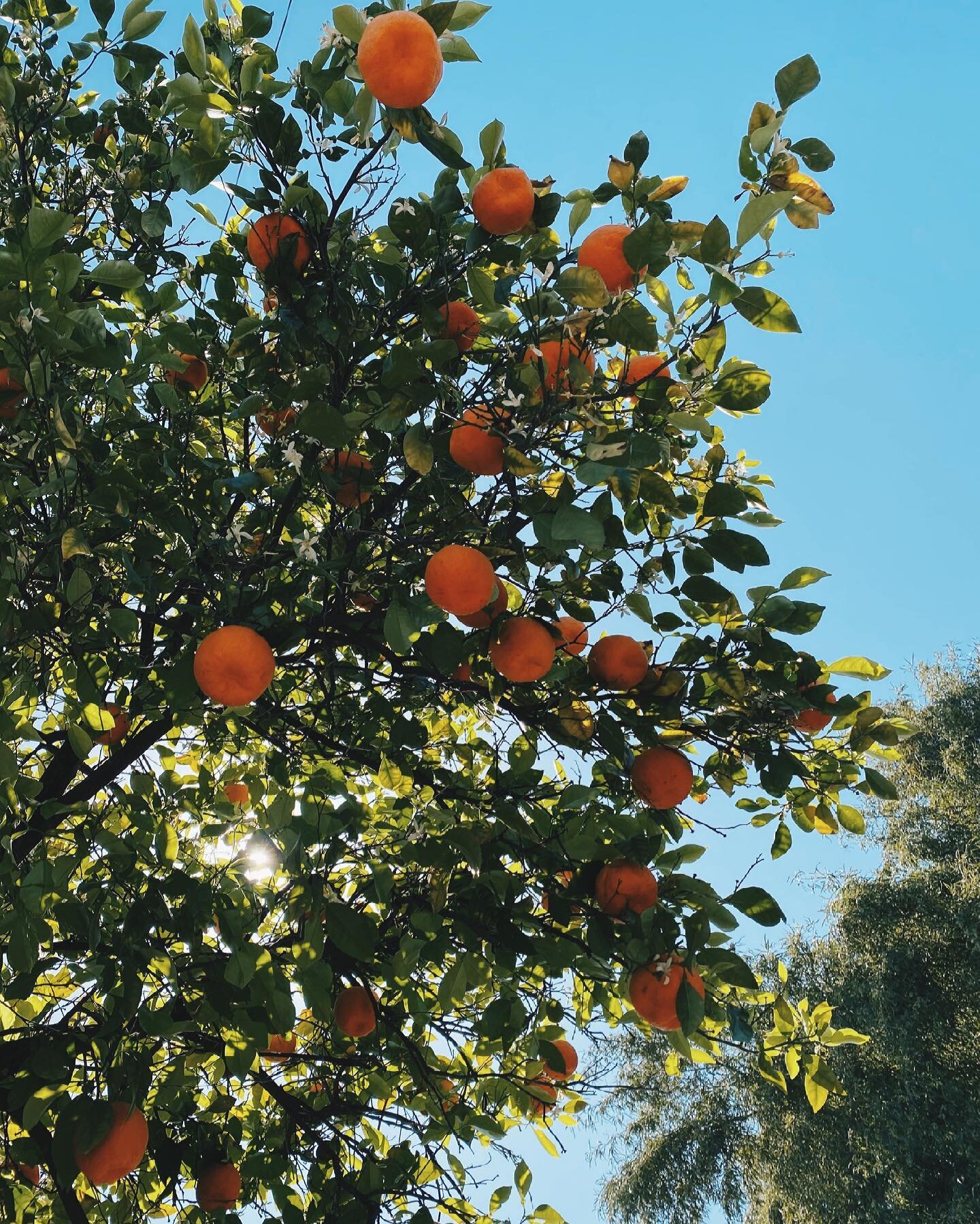 Orange you glad I didn&rsquo;t say banana?