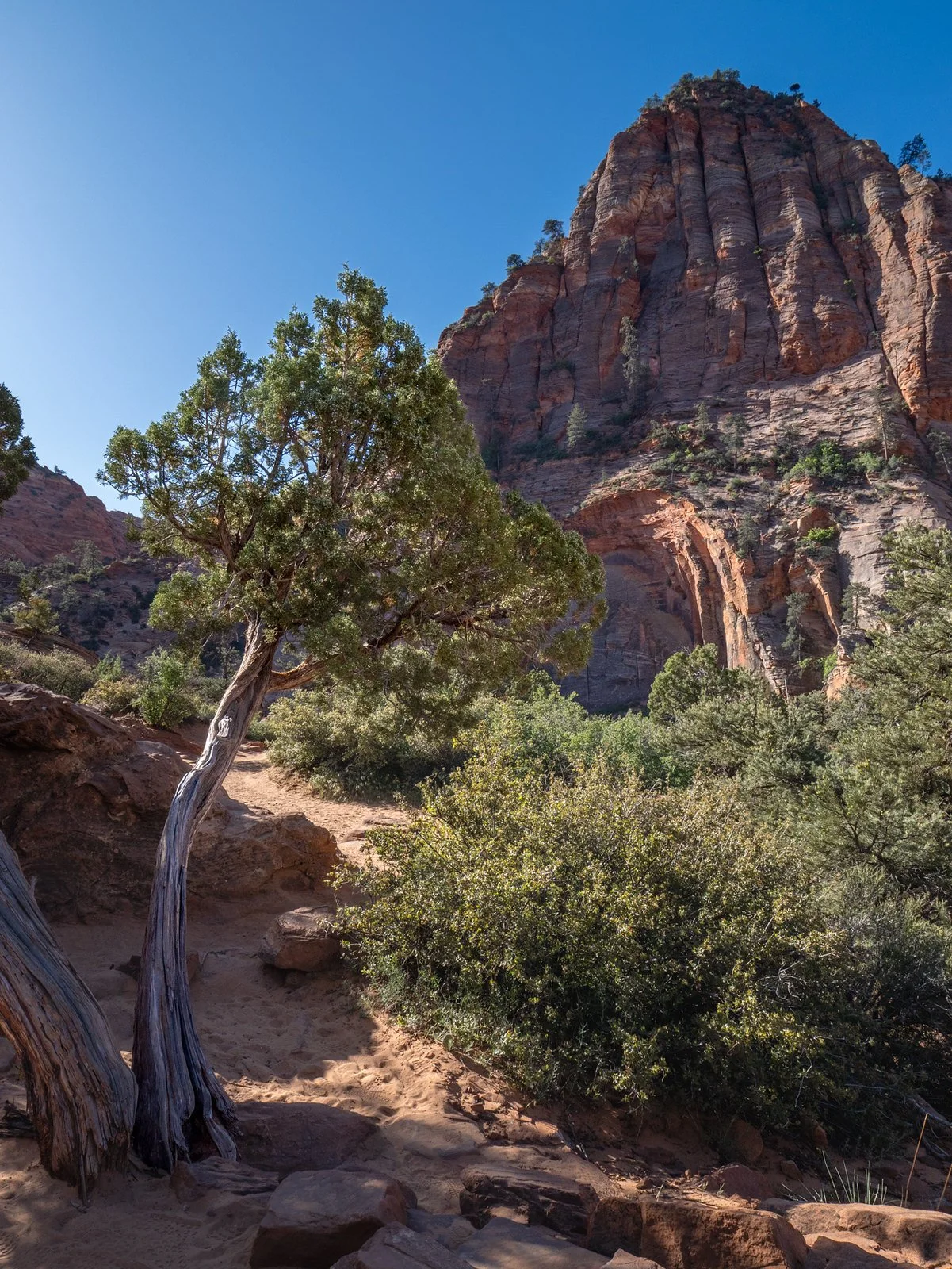 Zion Tree