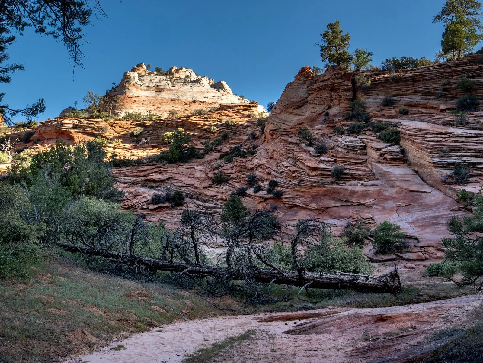 Zion tree fell