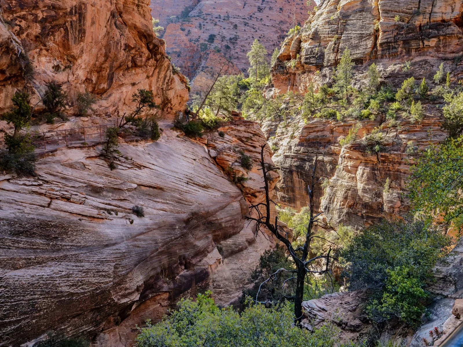 Zion Overlook Trial