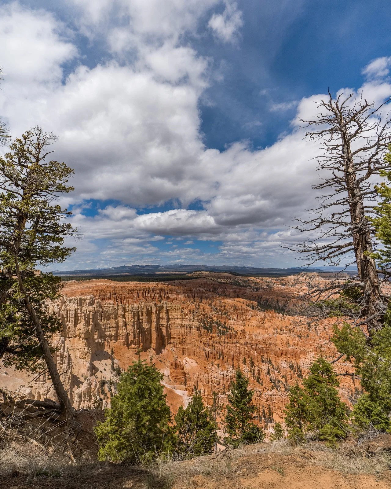 Bryce between trees
