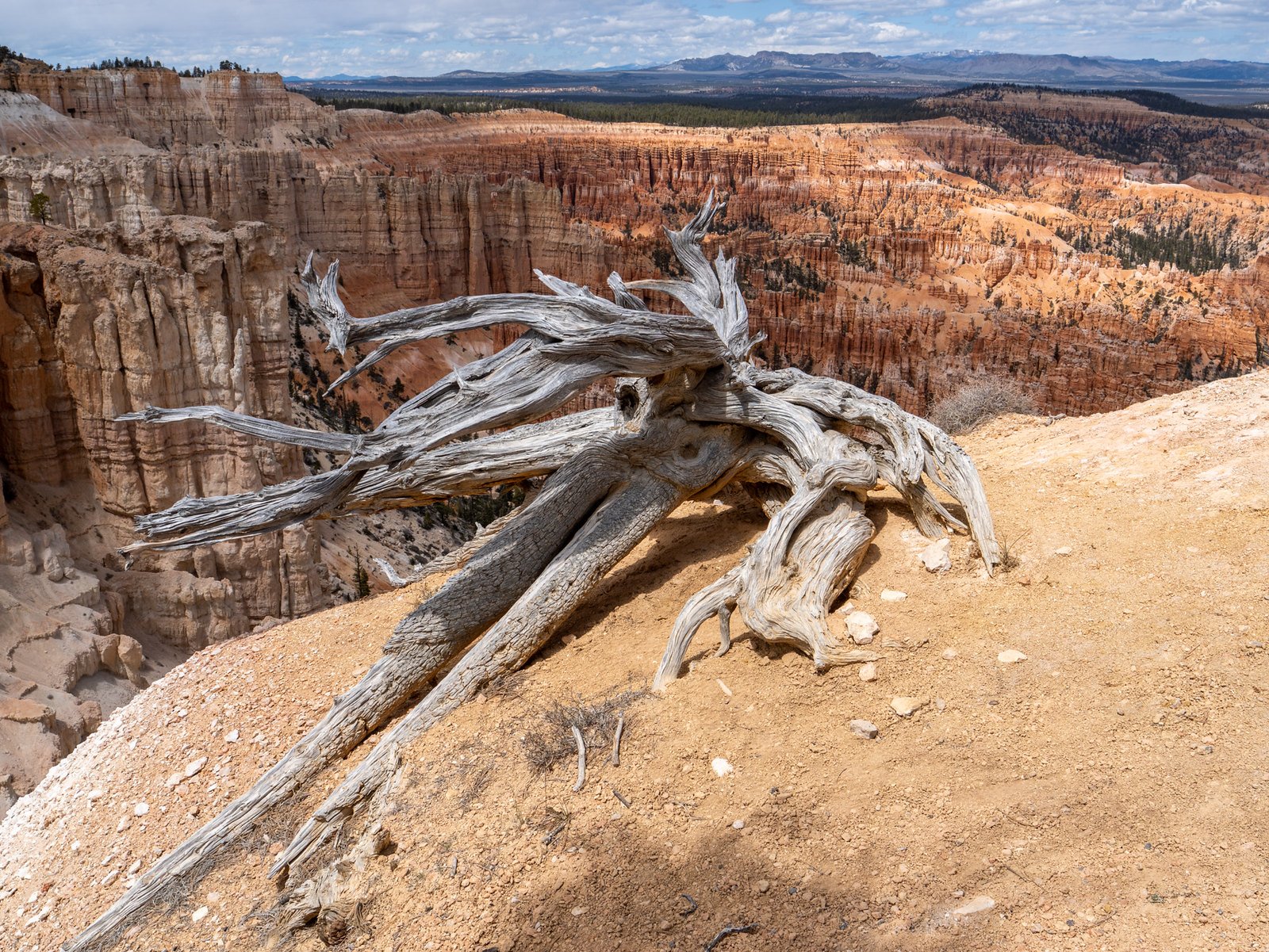 Bryce Tree