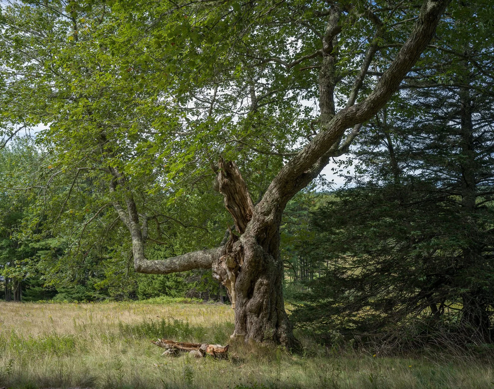 Muscular Tree