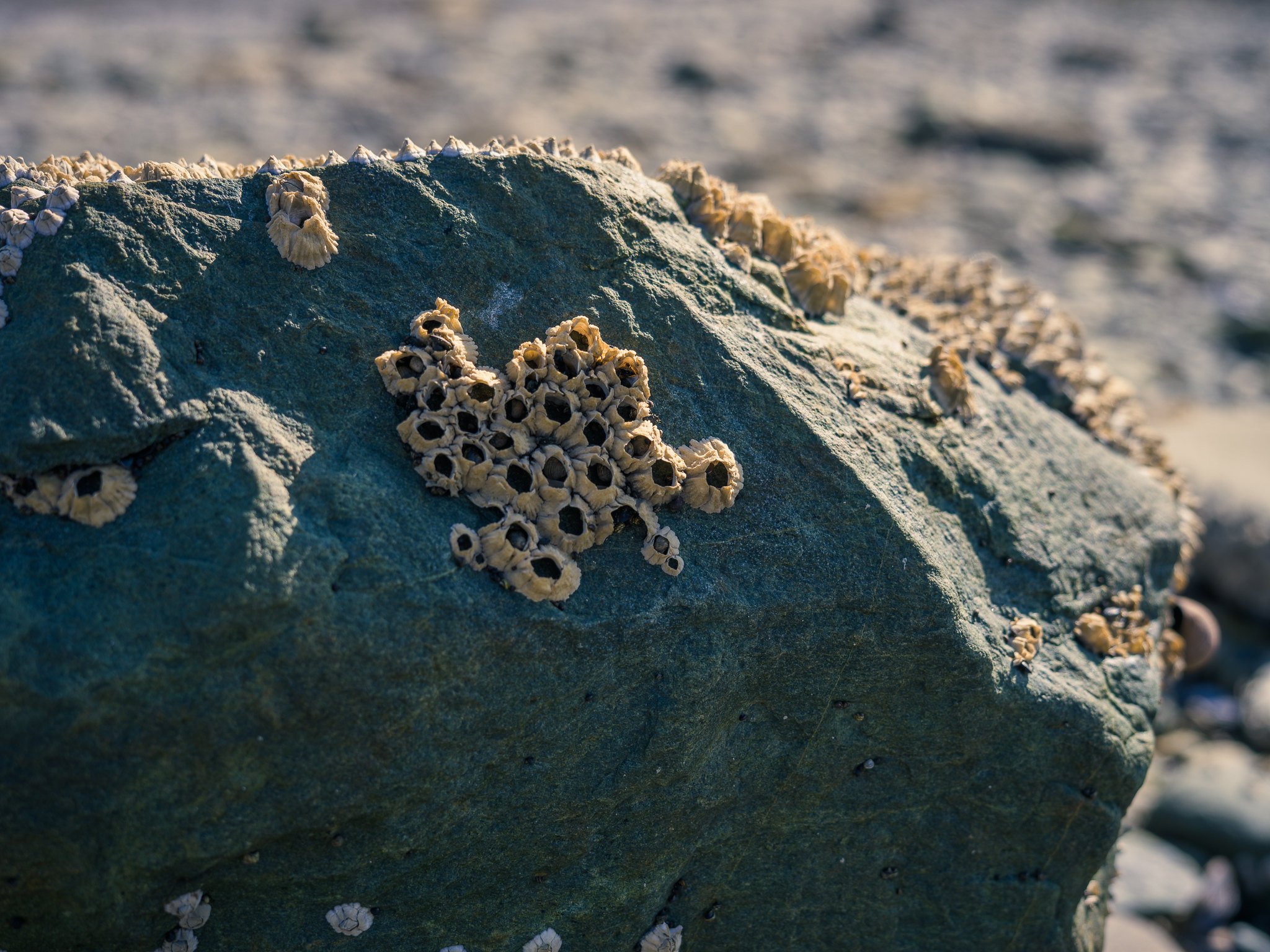Barnacles