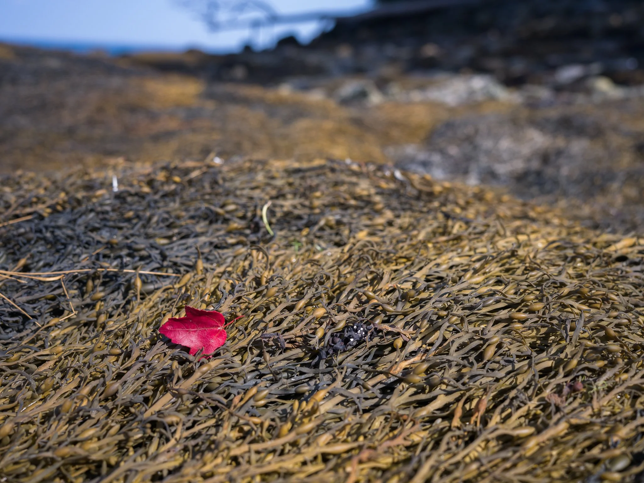 Red Leaf