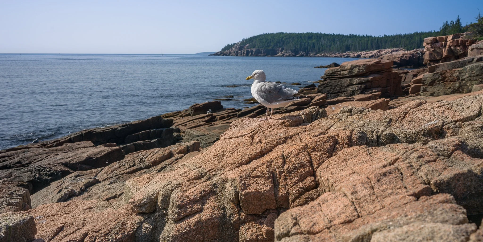 Bloody Seabird