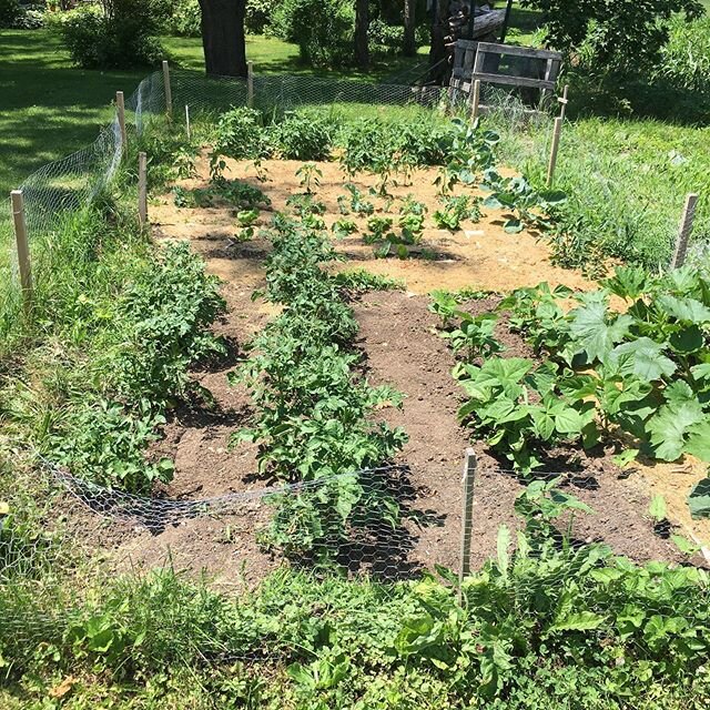 My garden babies are thriving!!! Gotta love picking off the potato slugs 😑 #sustainableliving #garden #vegetables #eatfresh