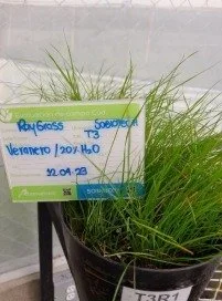 Pasto Raygrass: Inicio de estrés hídrico