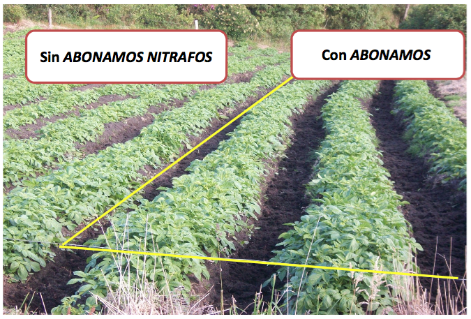 Evaluación - Abonamos Nitrafos - Papa criolla 3.png