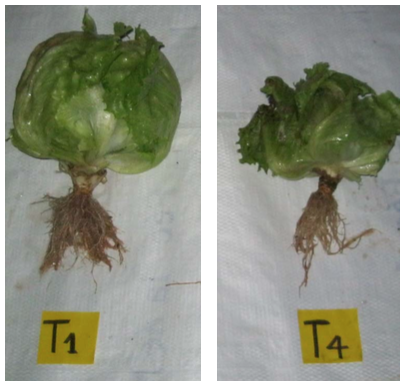 Figura 2. Efecto de los diferentes tratamientos sobre plantas de lechuga en el Municipio de Guarne