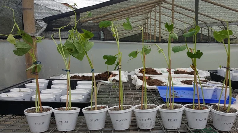 Resultados de Biopotent en Frijol.jpeg