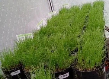 Pasto Raygrass 23 días después de la siembra (dds)