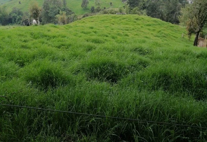 Potreros con la aplicación de fertilizantes mineral -orgánico - biológicos.