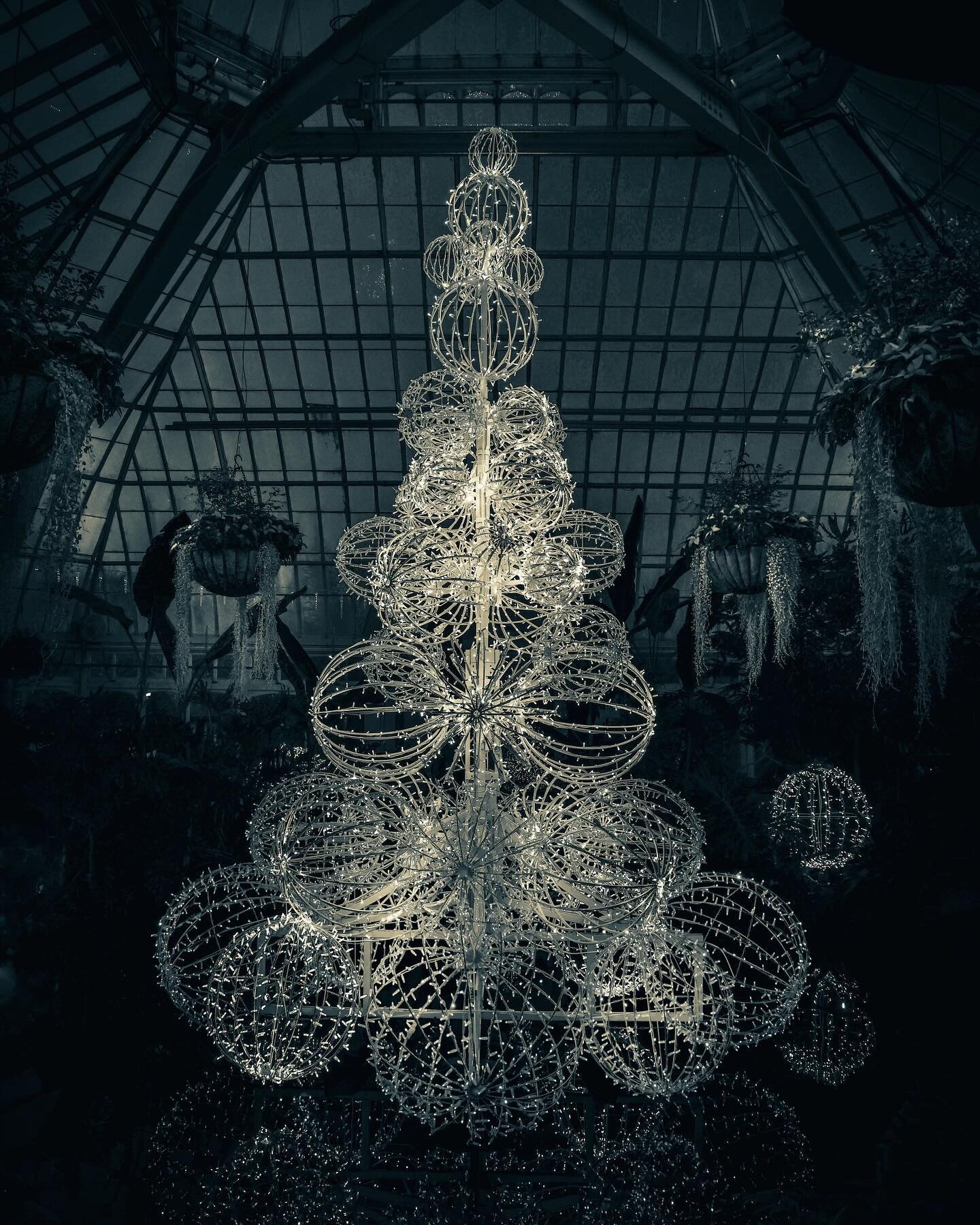 &ldquo;Christmas in the Victoria Room&rdquo;
Pittsburgh, Pennsylvania
2023

This large and almost outer worldly looking Christmas tree structure is part of the winter flower show exhibit at Phipps Conservatory. The &ldquo;tree&rdquo; stands in the ce