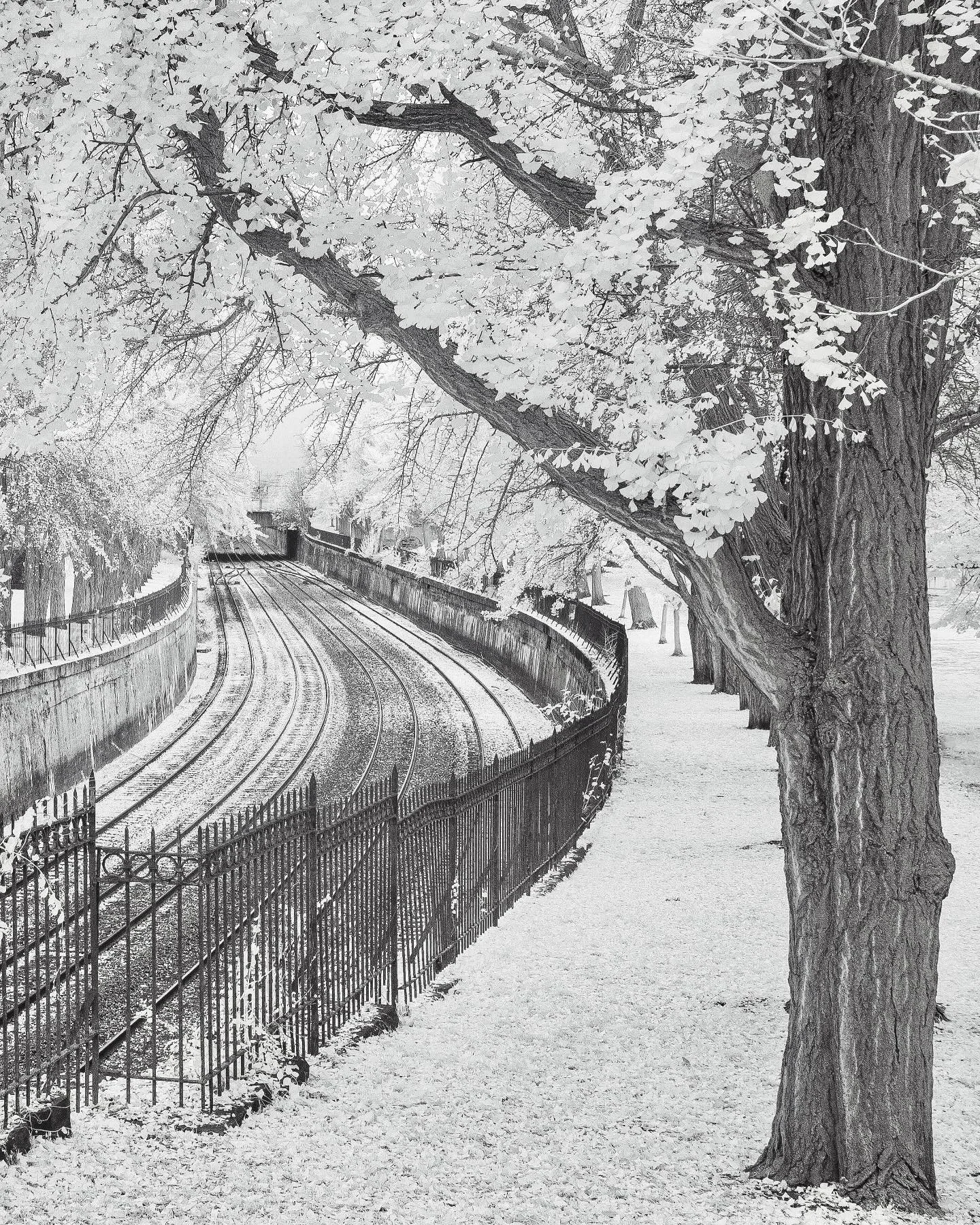 &ldquo;Under the Ginkgos&rdquo;
Infrared, 720nm.
Pittsburgh, Pennsylvania
2024