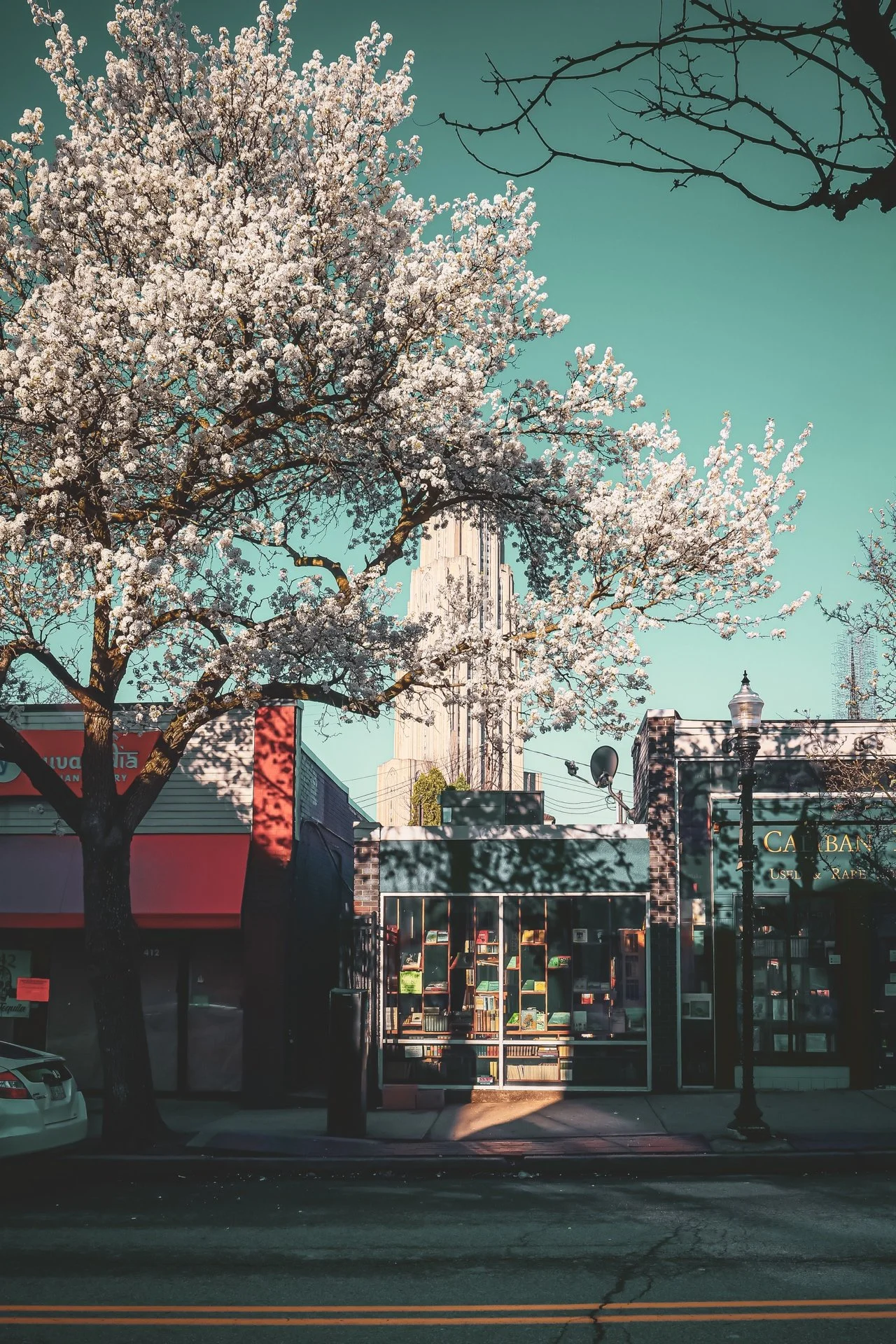 Springtime on Craig Street_5614Small.JPG