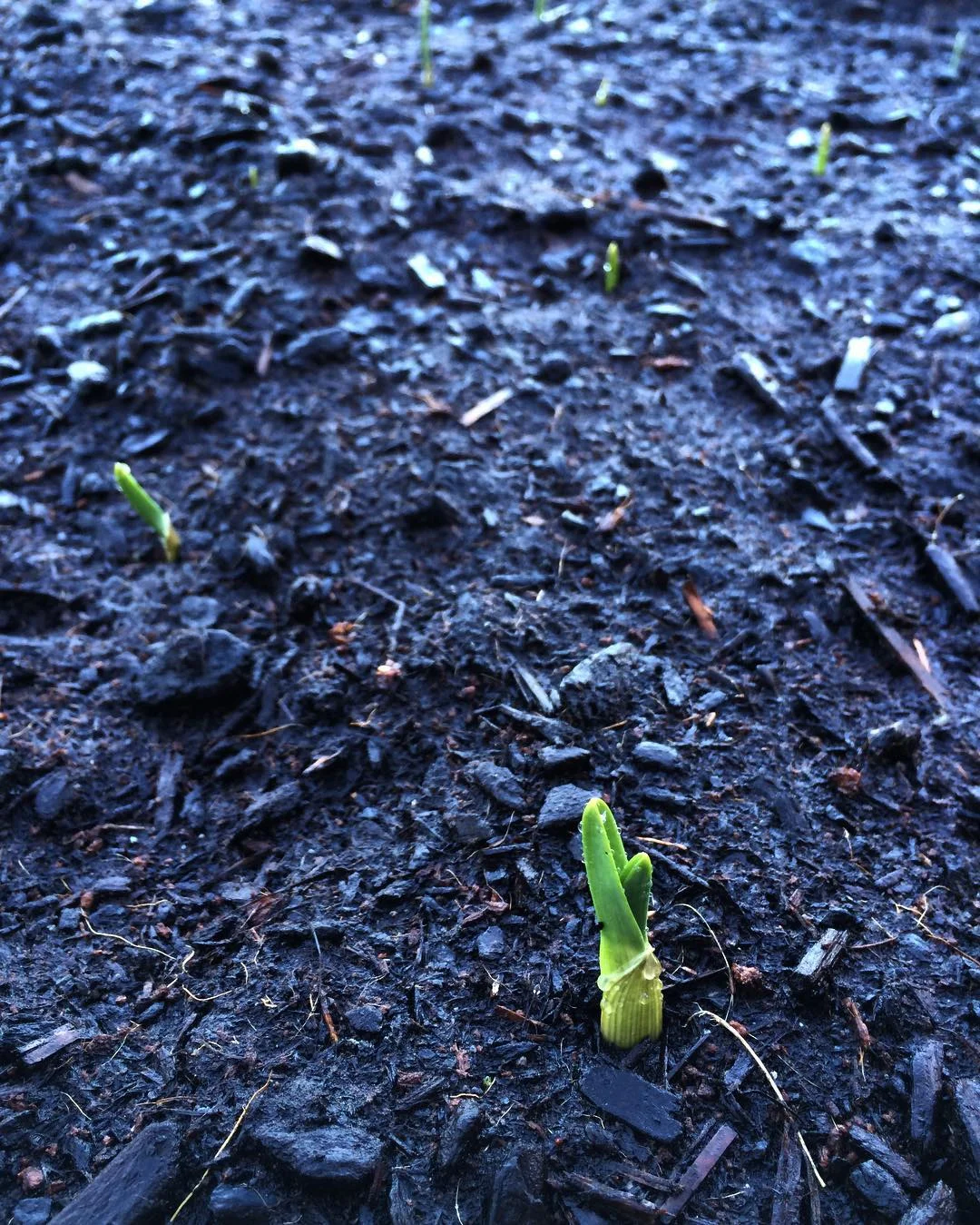 garlic2016.jpg