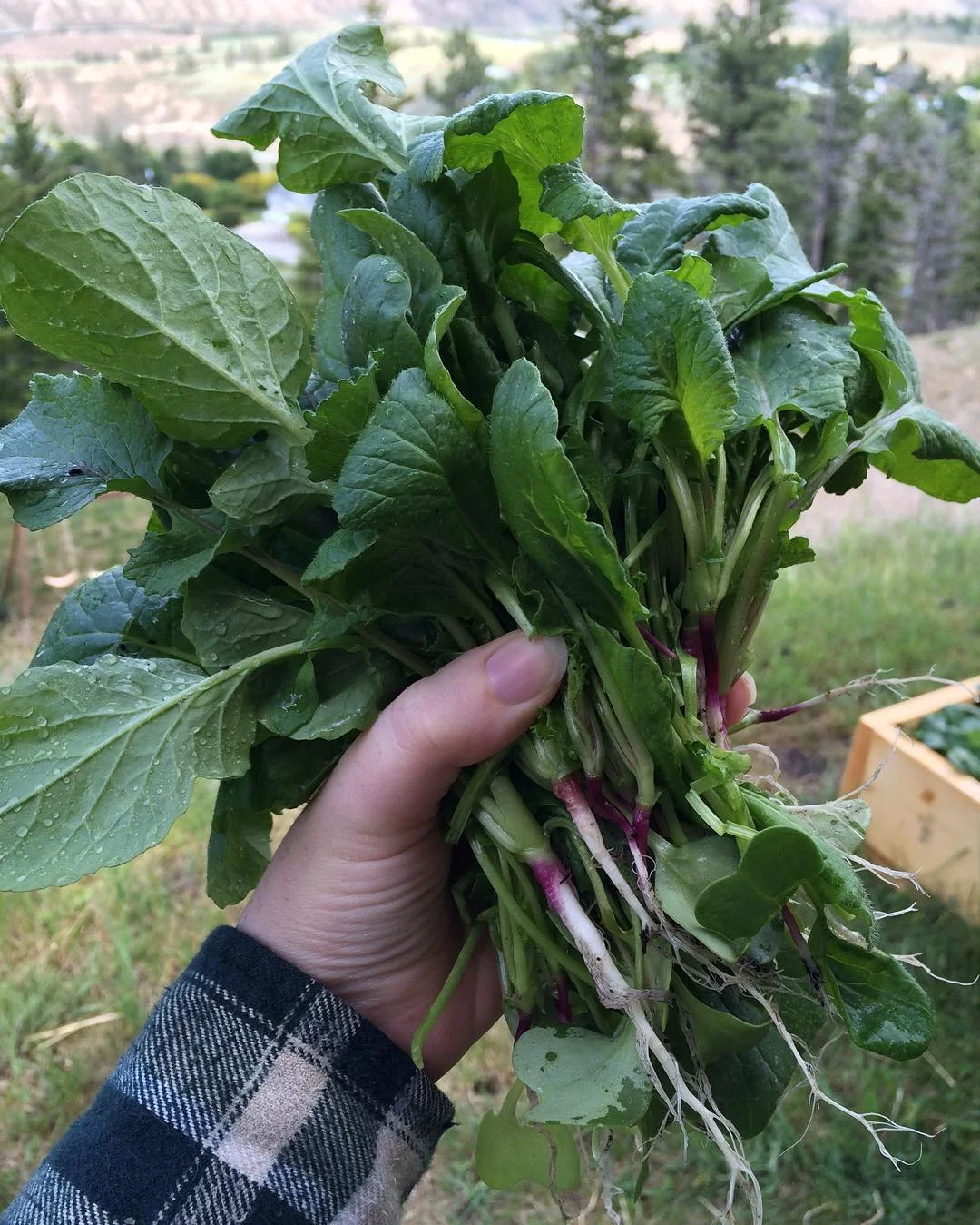 radishgreens2016.jpg