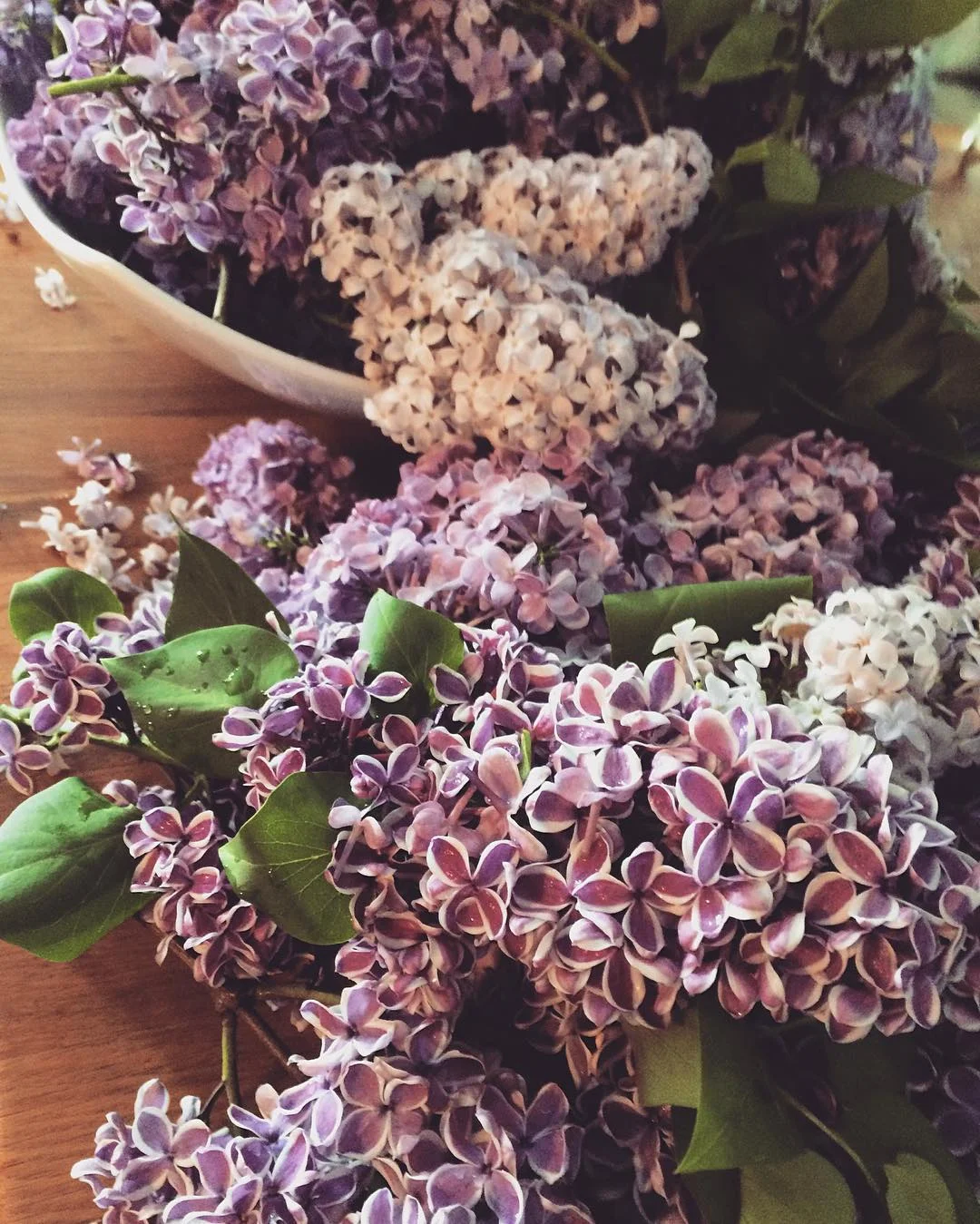 lilacs2016.jpg