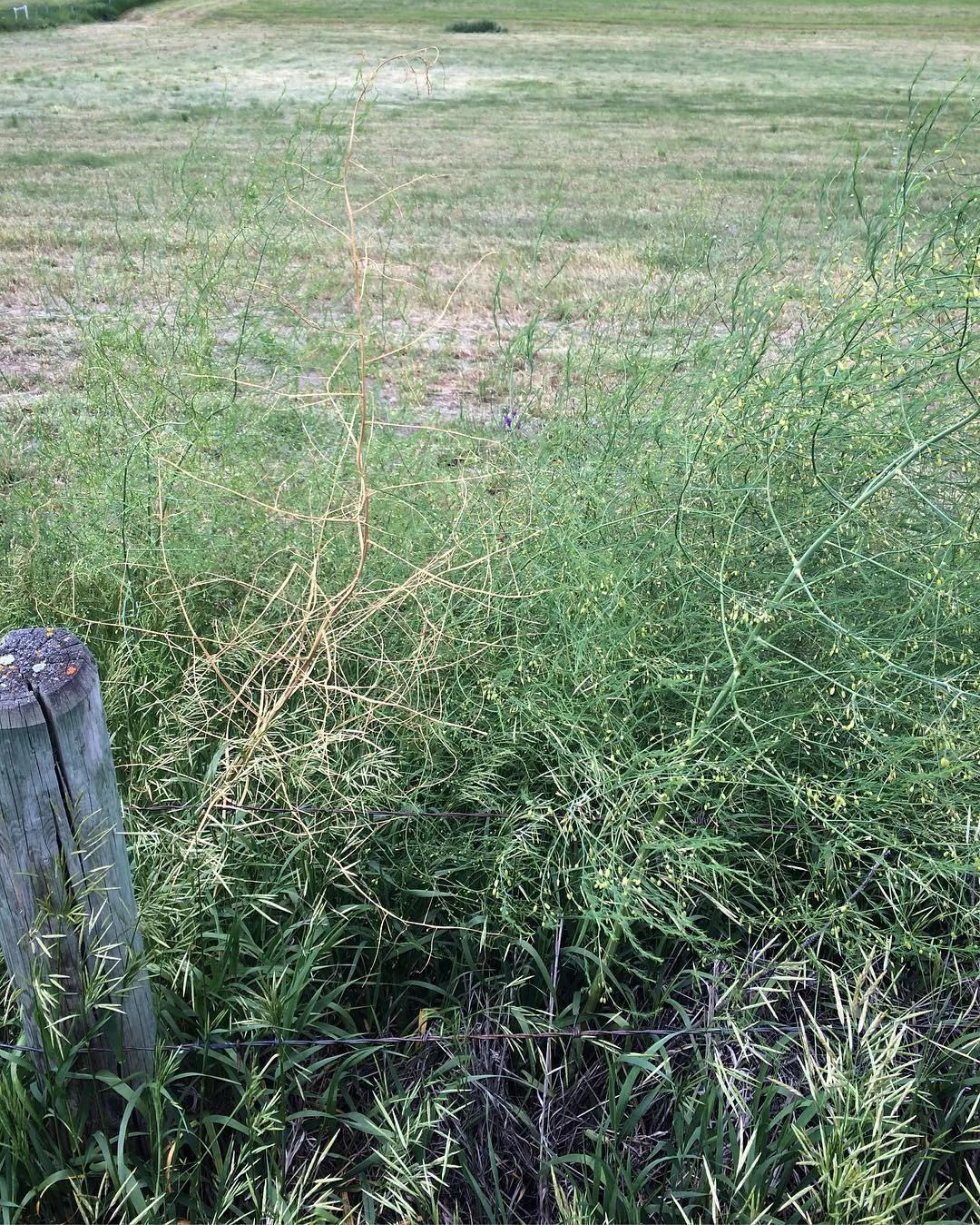 foragingforasparagus2016-02.jpg