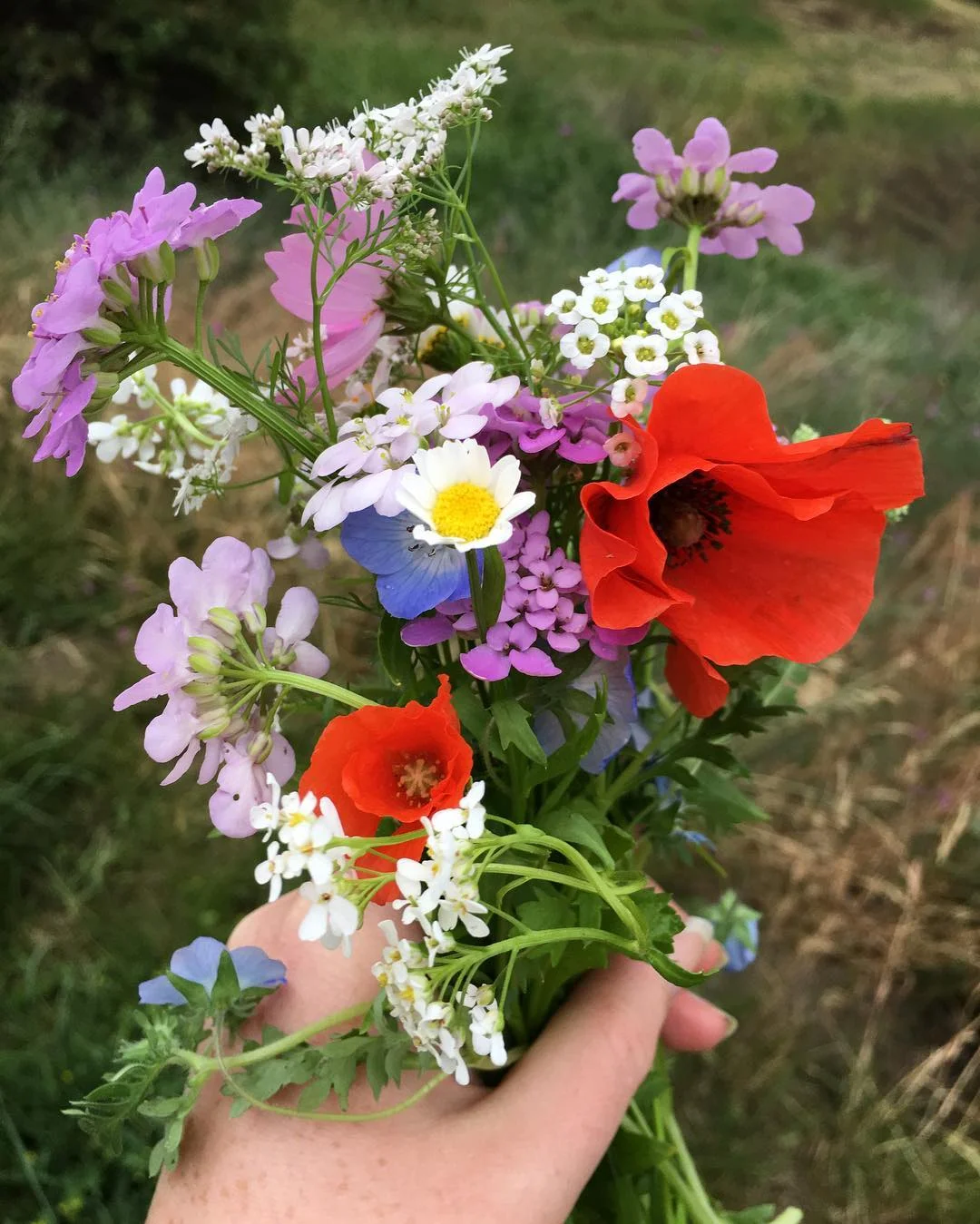 Another harvest highlight was this beautiful bouquet of wildflowers I grew from some seed blends from West Coast Seeds . They are so beautiful and great for attracting pollinators and other beneficial insects to the garden. I will for sure be incorporating more flowers in my future gardens!