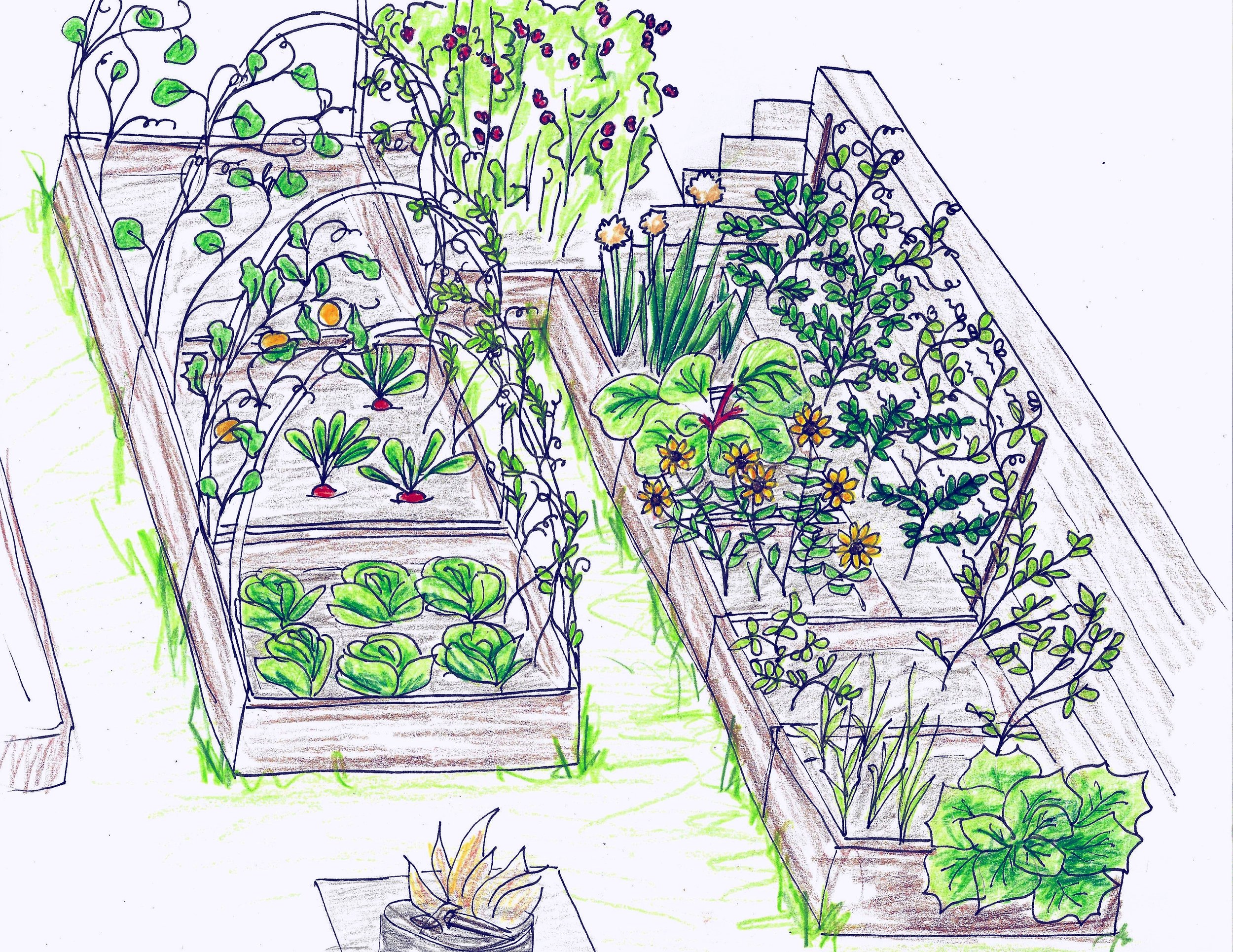 vegetable patch vegetable garden drawing - Clip Art Library