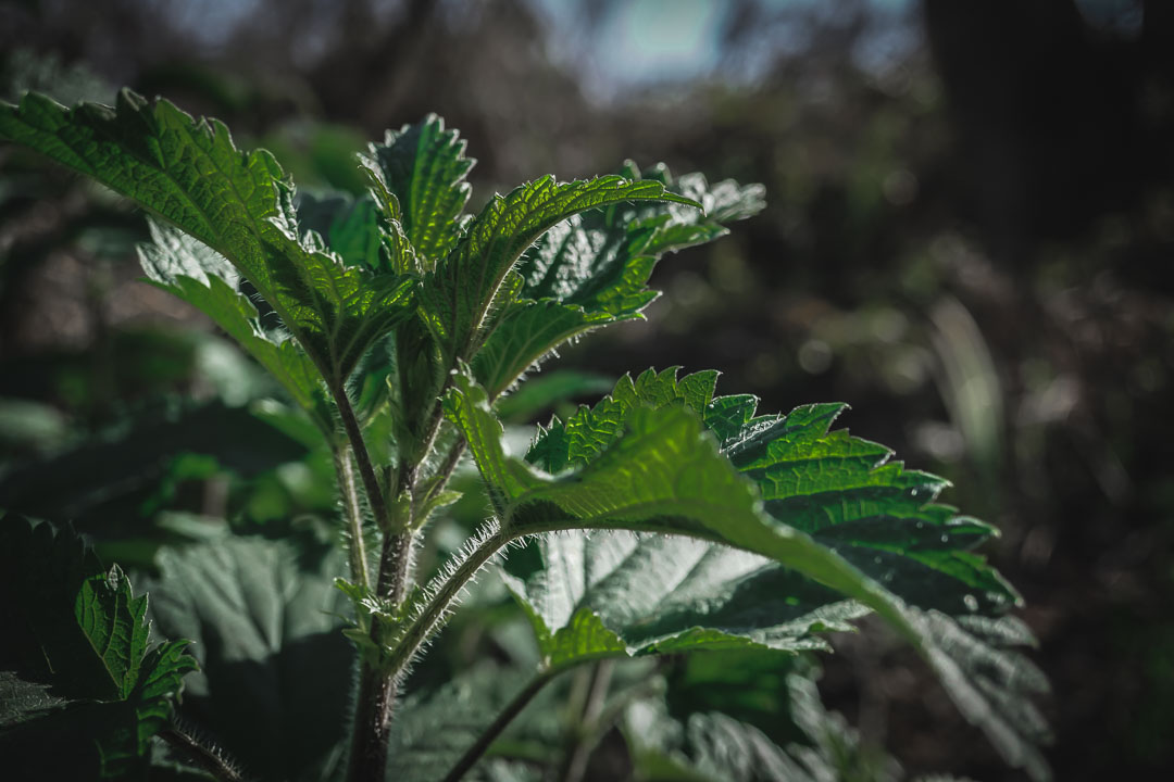 Stinging Nettles-04080.jpg