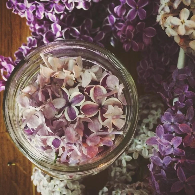 lilacs2016-02.jpg
