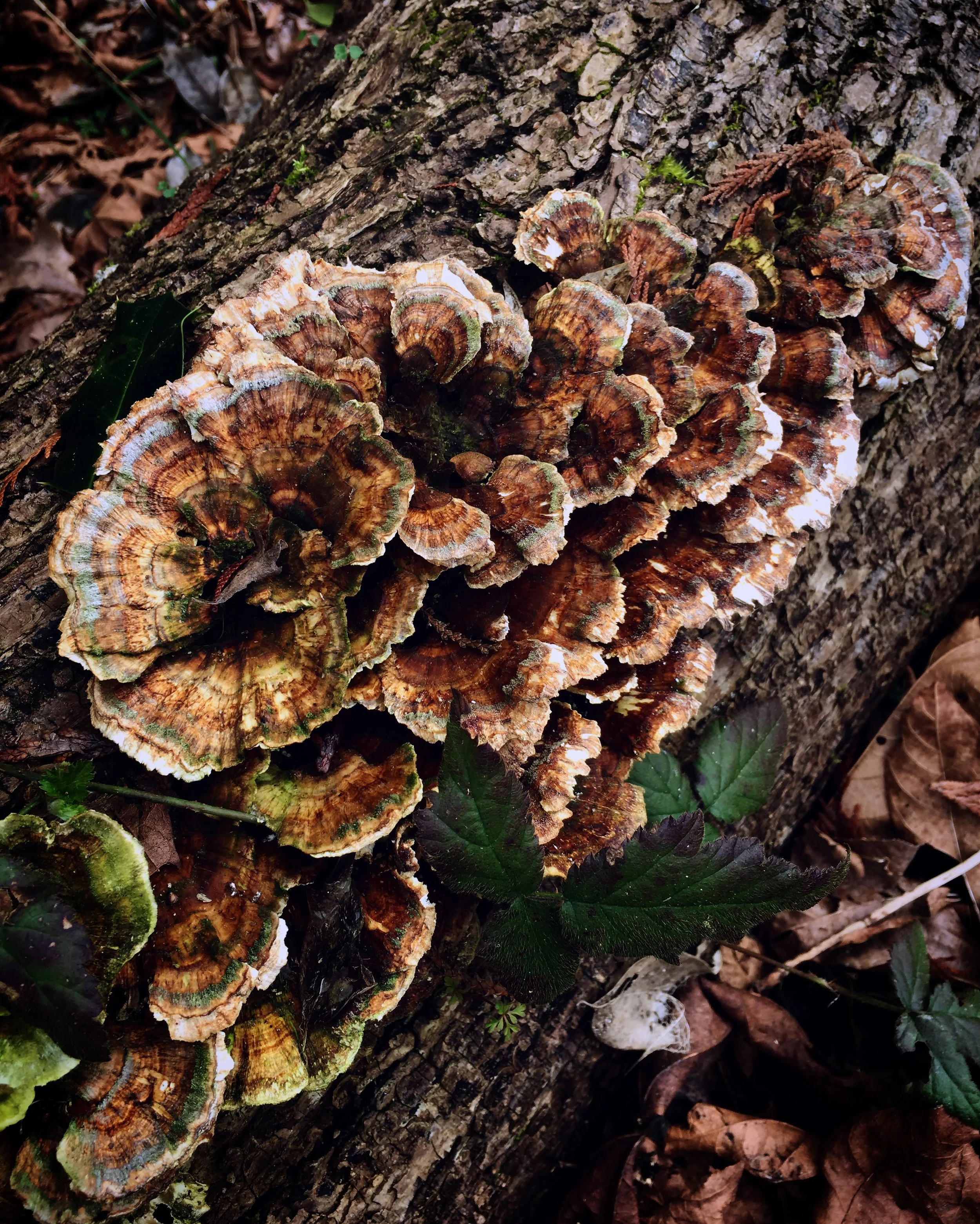 With the help of the amazing Mushroom Identification group on Facebook, I think this is an old Turkey Tail mushroom that I came across last spring near the Museum of Anthropology in Vancouver, BC. Even in its old age it is still beautiful!
