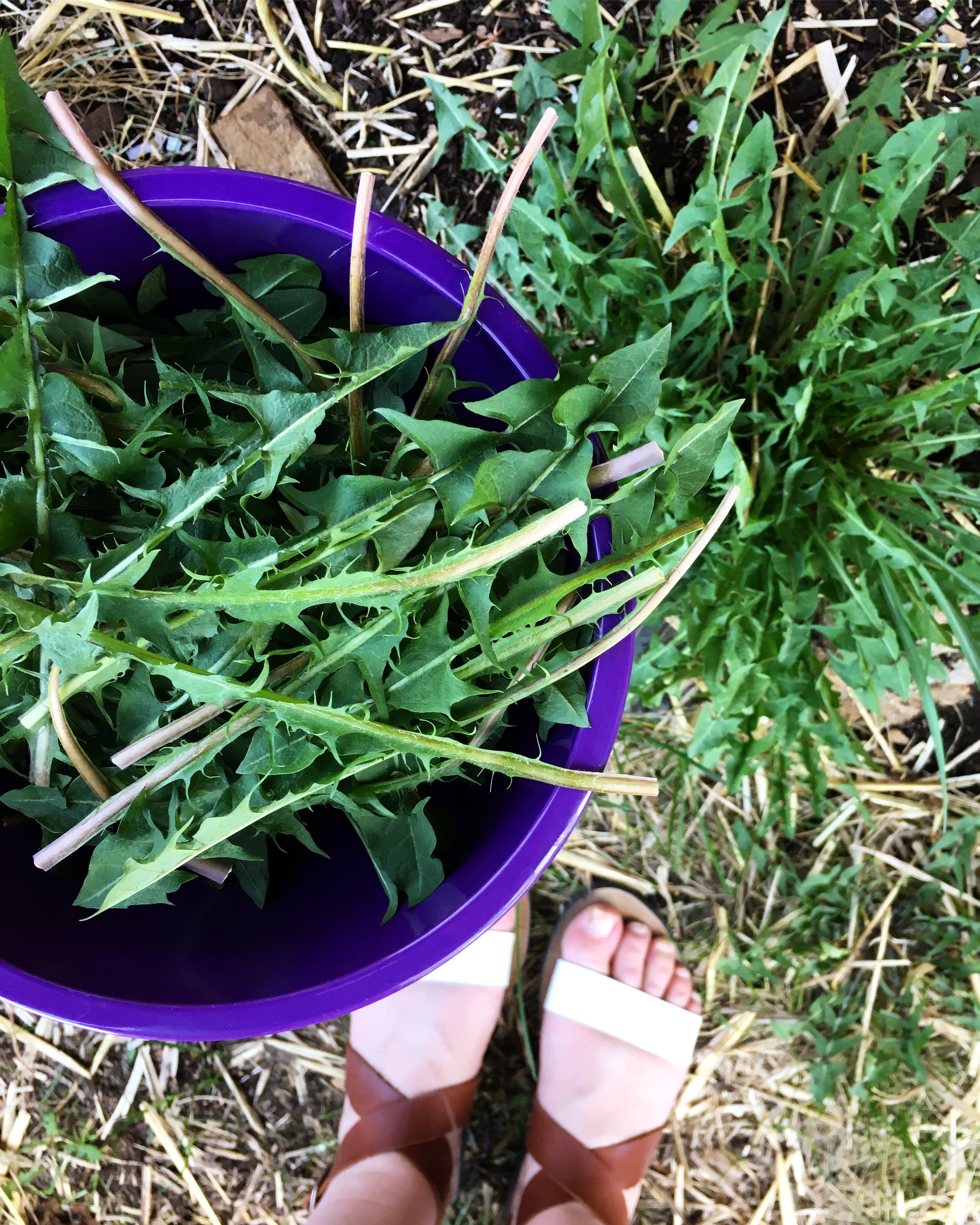 Dandelion leaves are very nutritious and abundant! Consider allowing them to grow in your yard and you’ll have the lowest maintenance food crop ever!