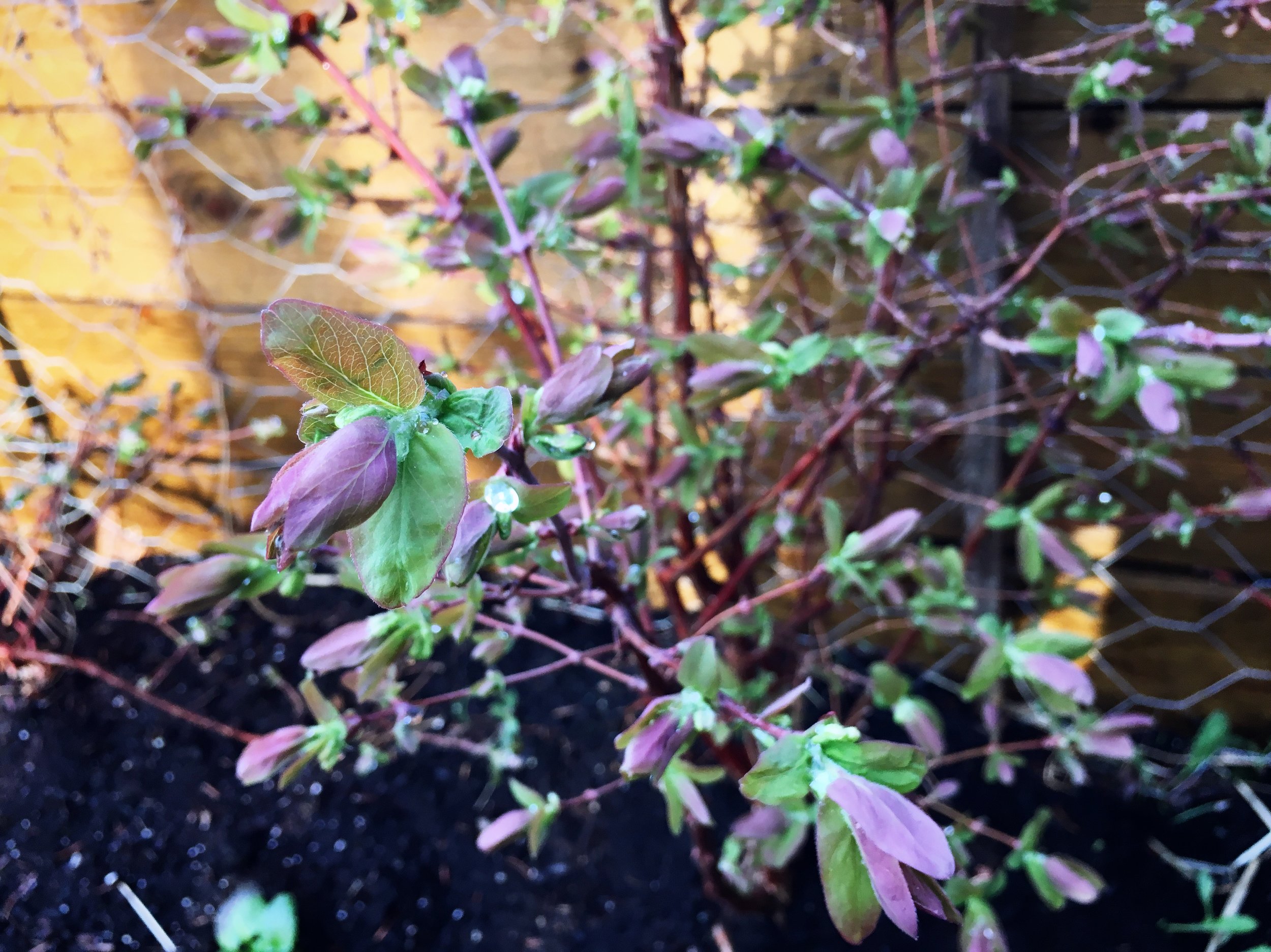 Haskap bushes in my old garden just as they start to get their leaves in the spring.