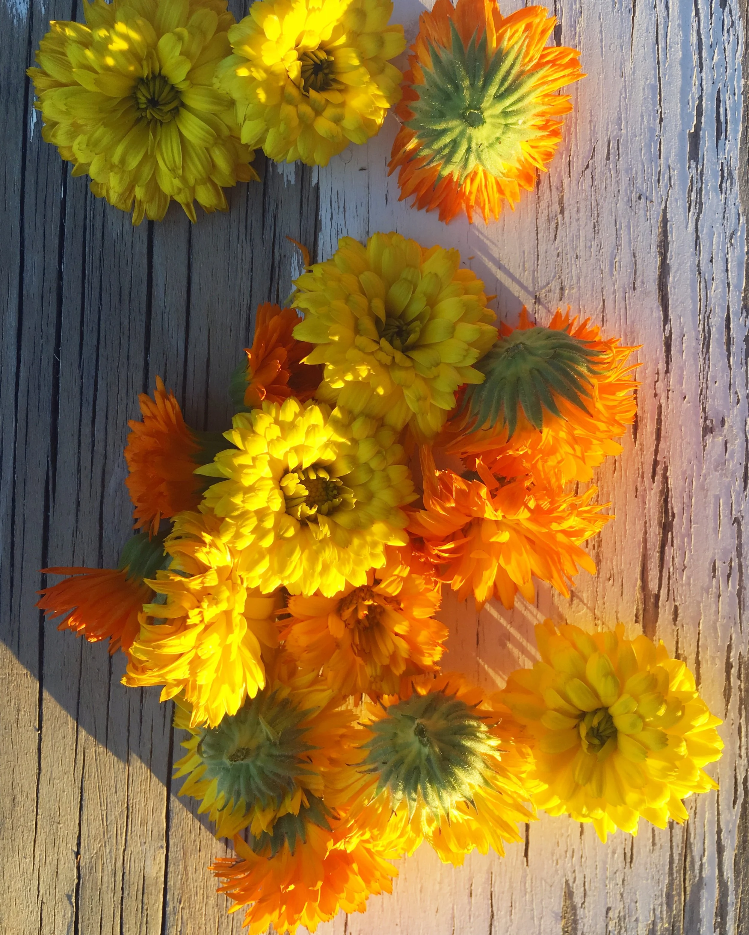 Calendula blossoms harvested from my garden last summer.