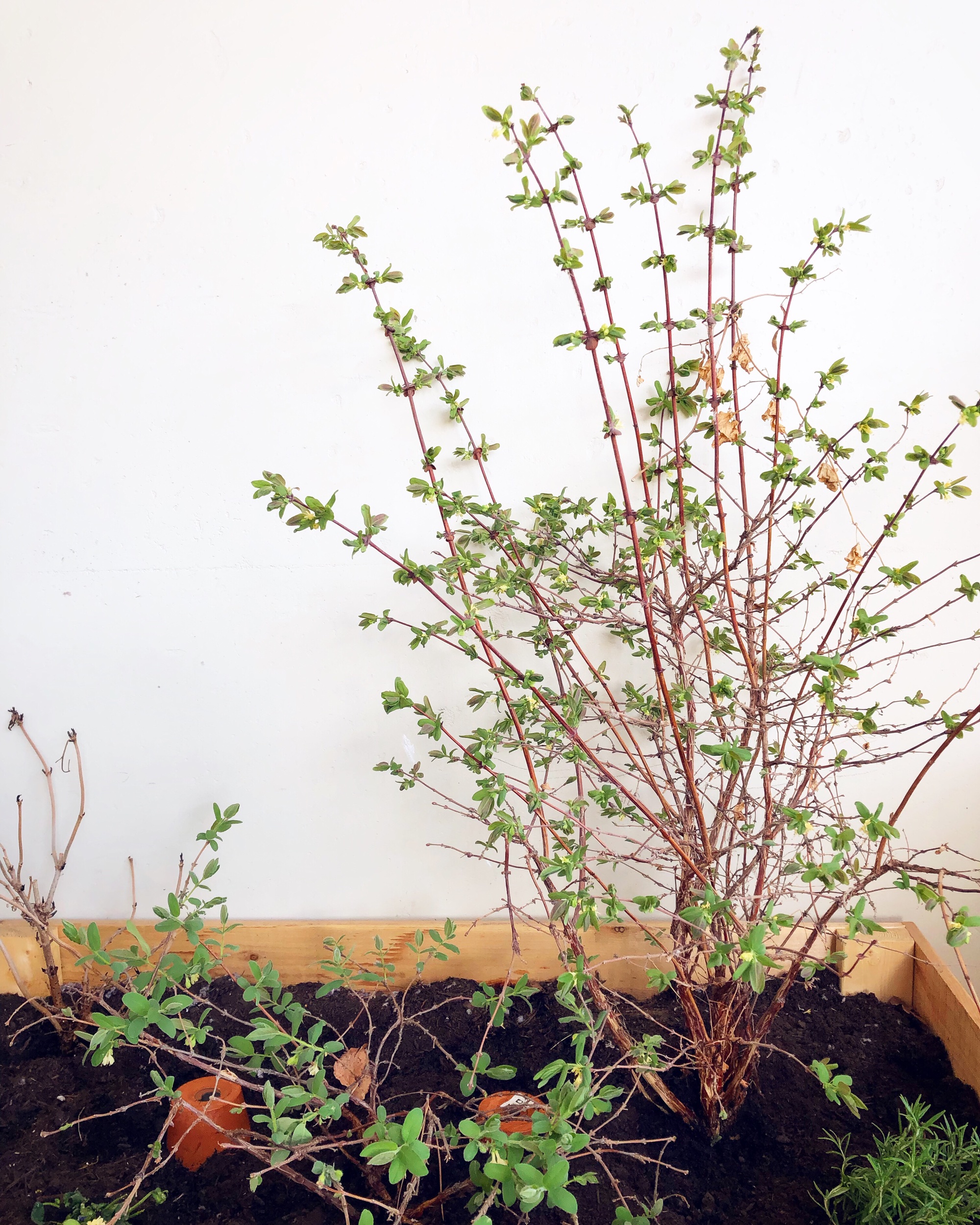 Haskap bushes in our new (large) planter beginning to leaf out.