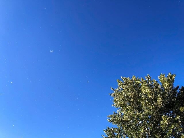 Cottonwood snow a few weeks ago. .
.
.
.
.
#beautifulbc #becausecanada #explorecanada #explorebc #canadagram #canadagem #seetheworld #cottonwood #spring #explore #pnw #pnwlife #bluesky #wander #outsideisfree #blueskies #wanderlust #staycation #explor