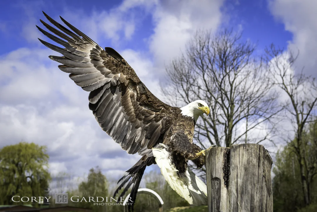 Canadian Raptor Conservancy