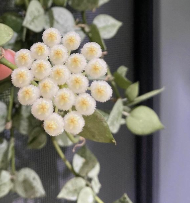 Krohniana Super Silver bloom.png