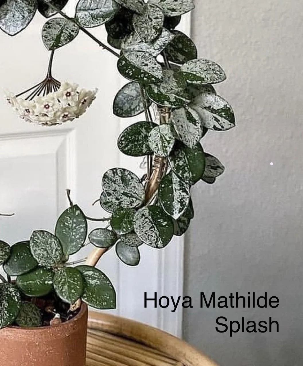 Hoya Mathilde ‘Splash’