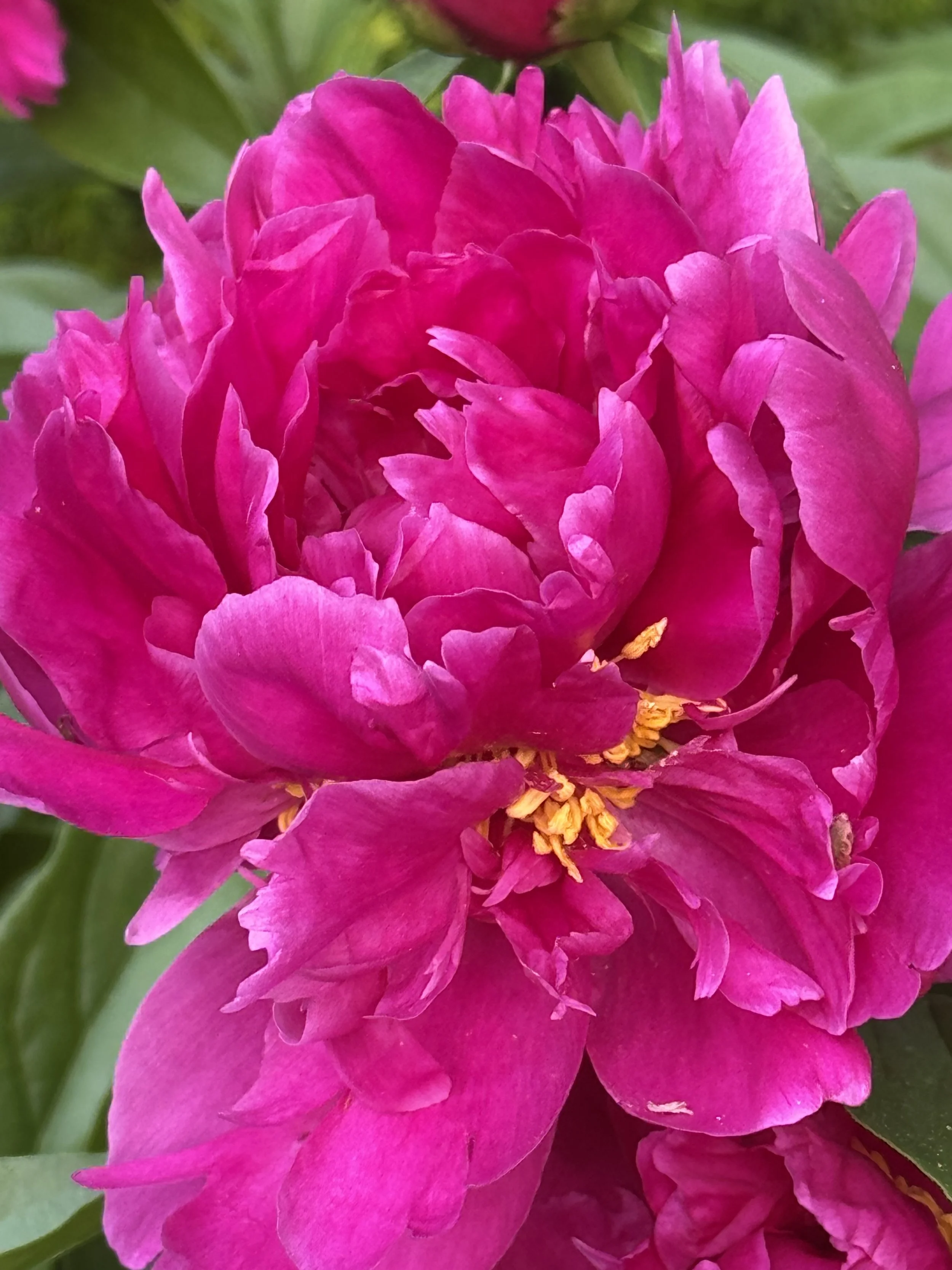 IMG_0466.jpeg