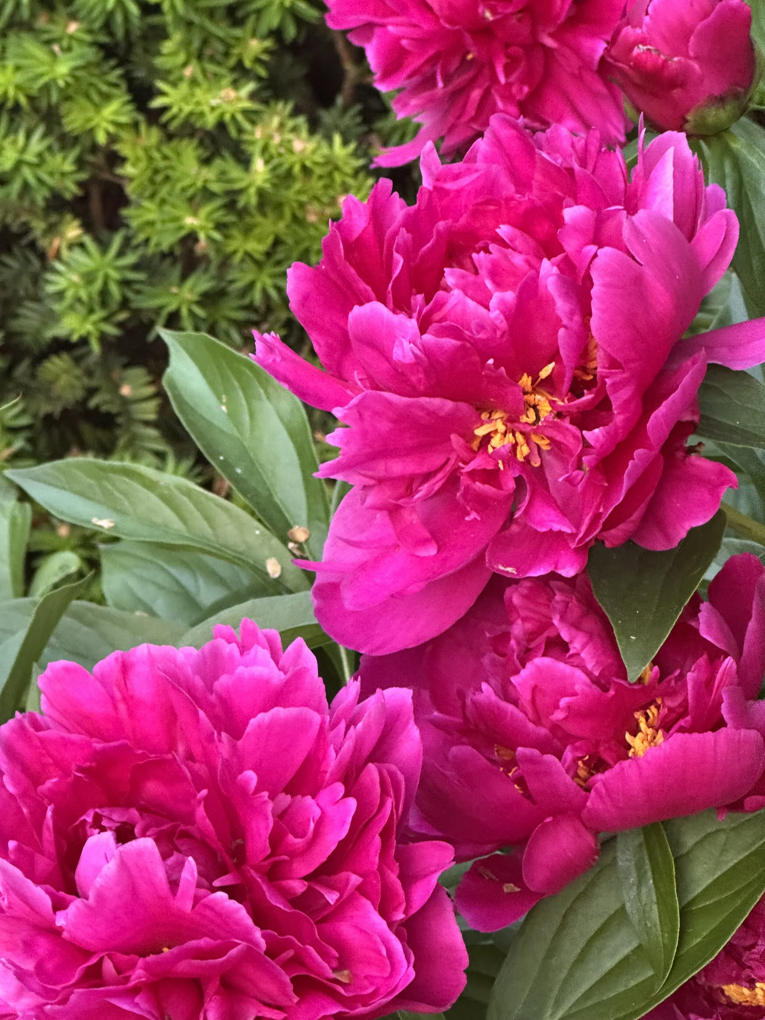IMG_0465.jpeg