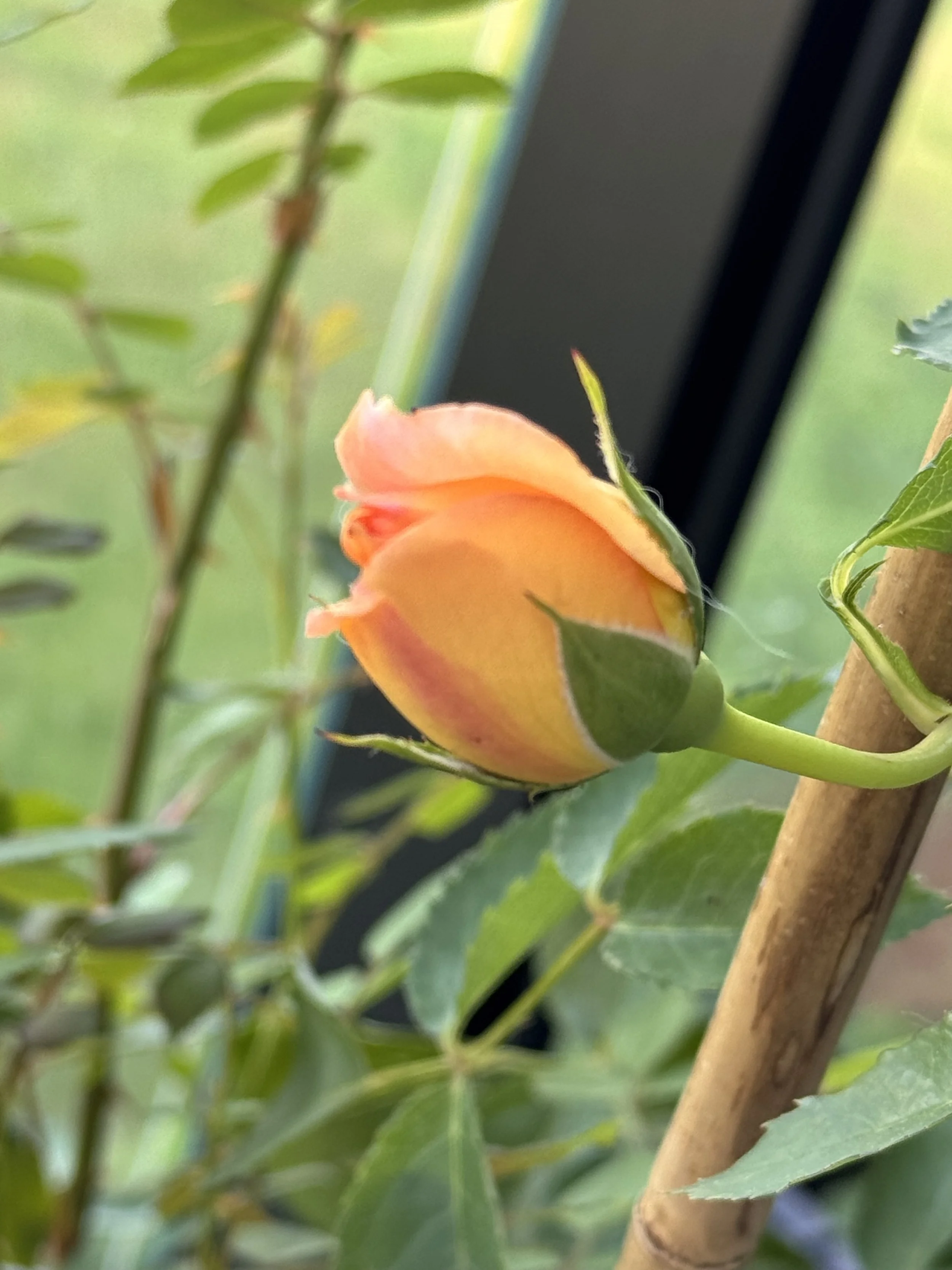 IMG_0404.jpeg