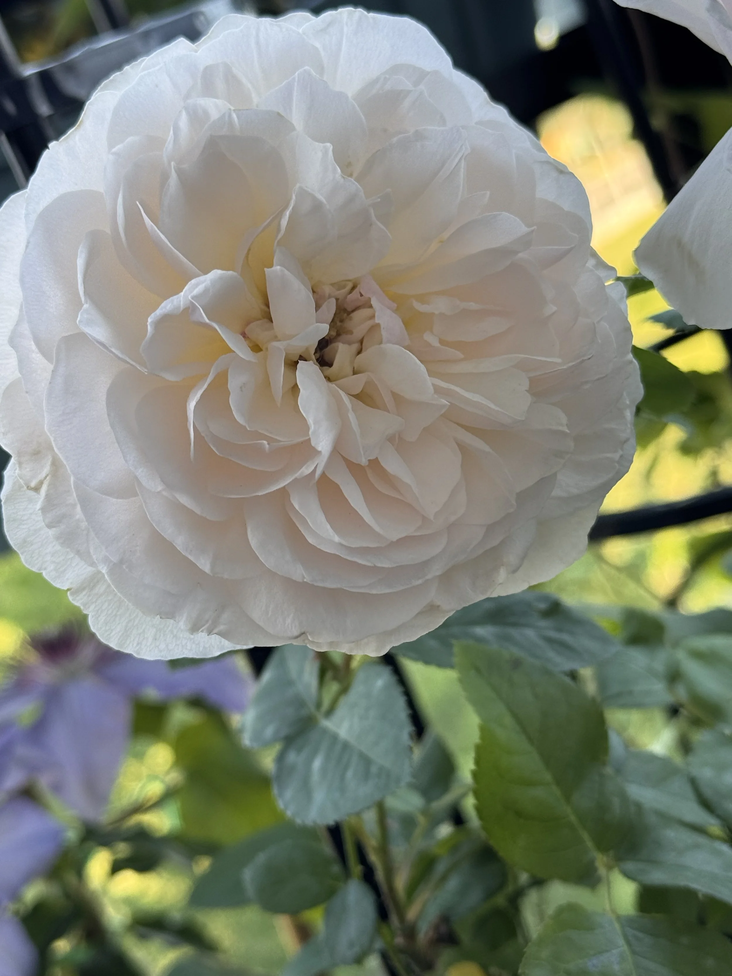 IMG_0388.jpeg