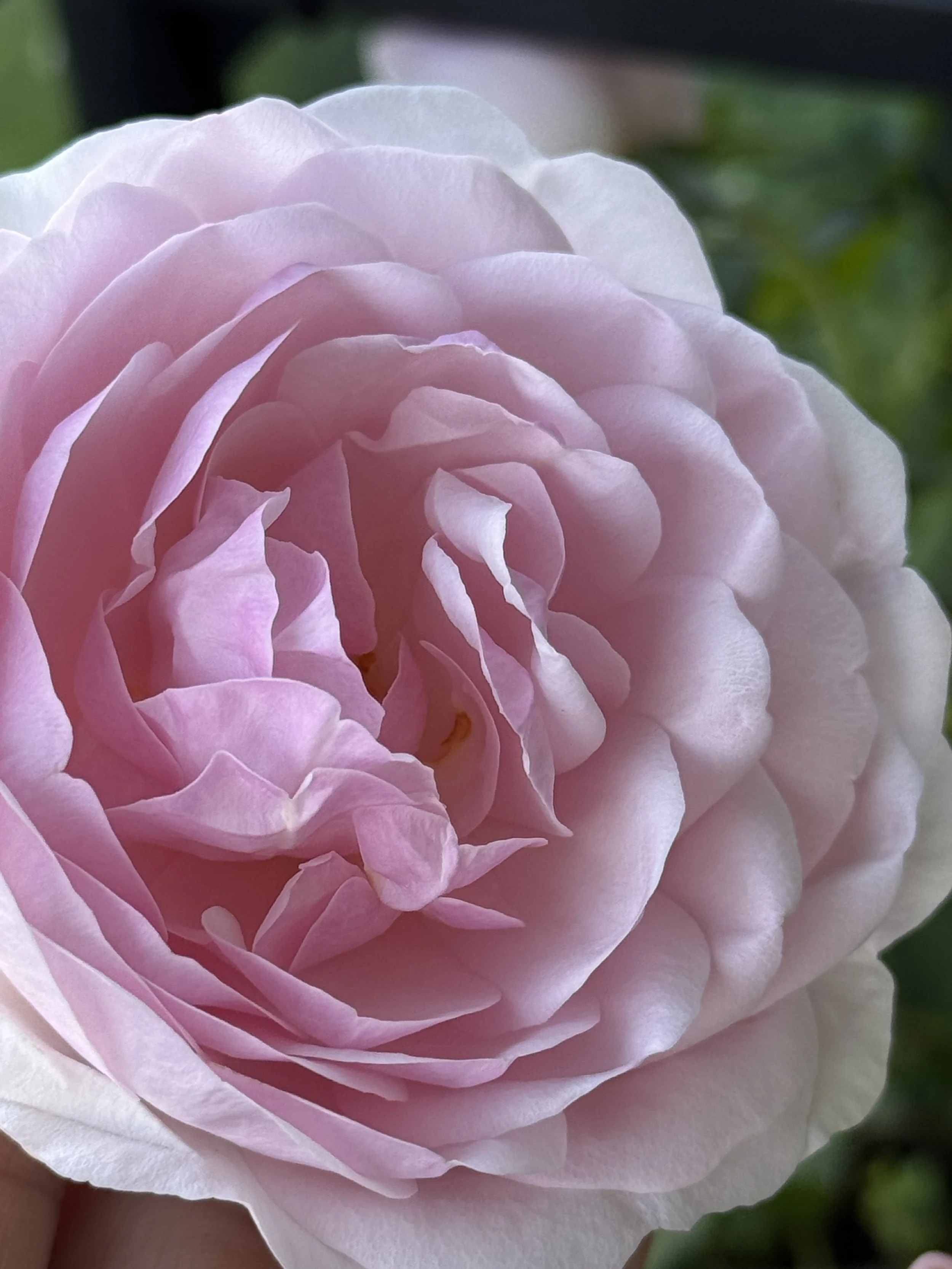 Creativity Starts in the Garden