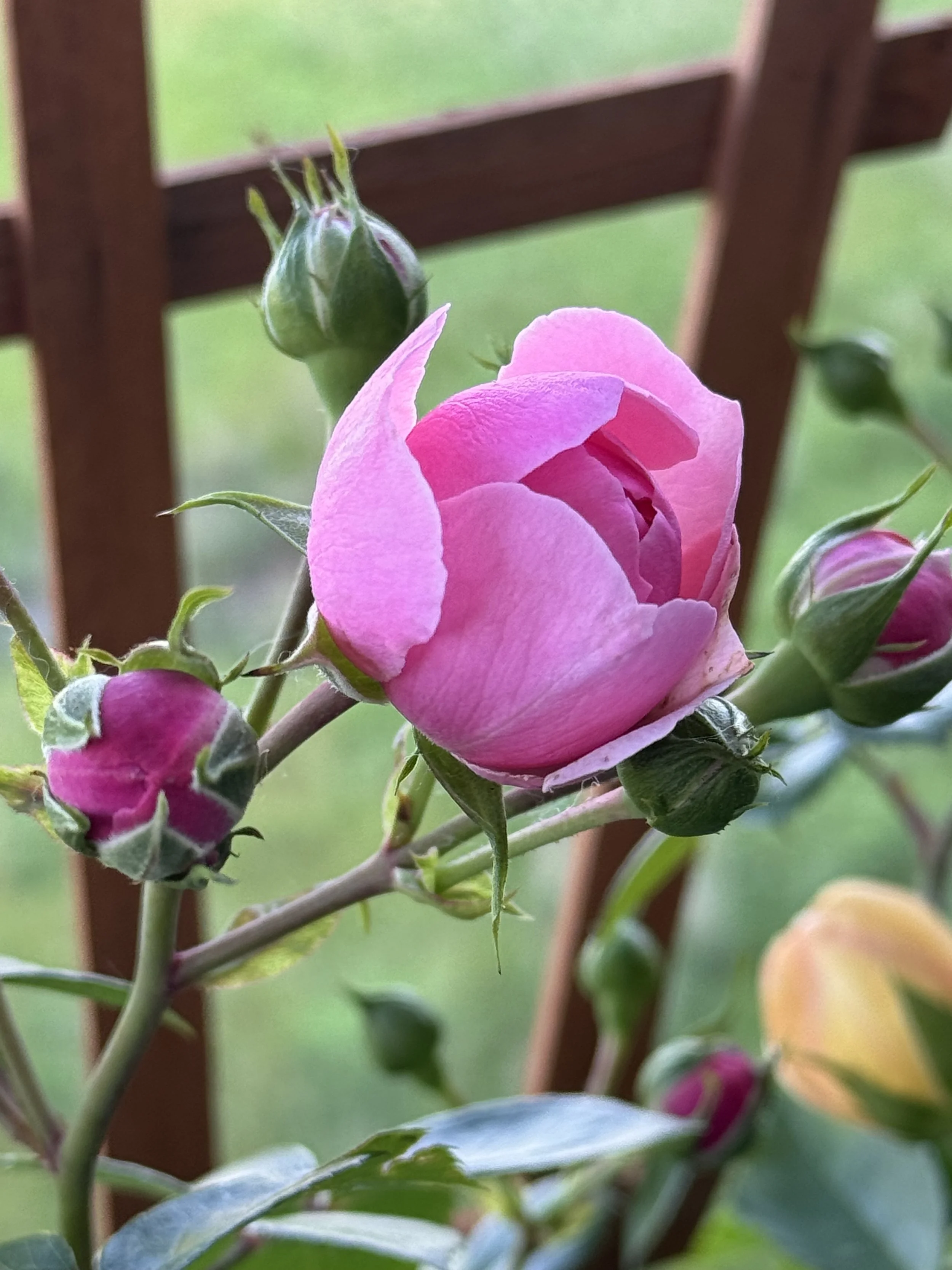 IMG_0403.jpeg
