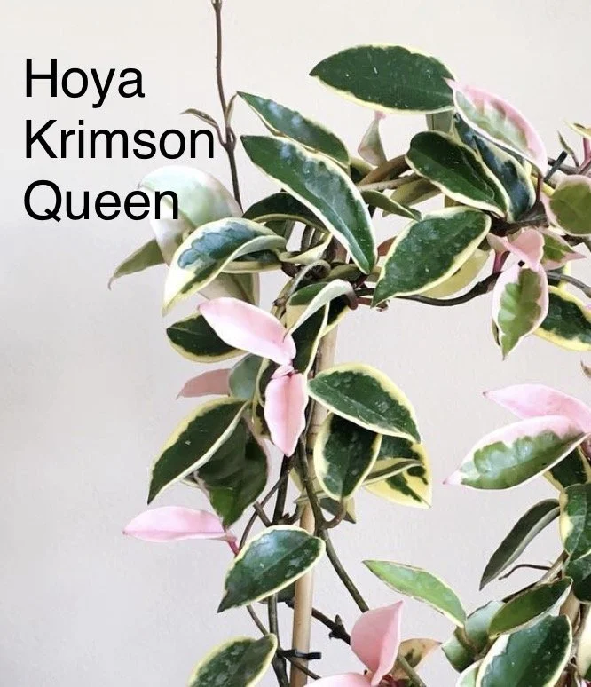 Hoya Carnosa Krimson Queen