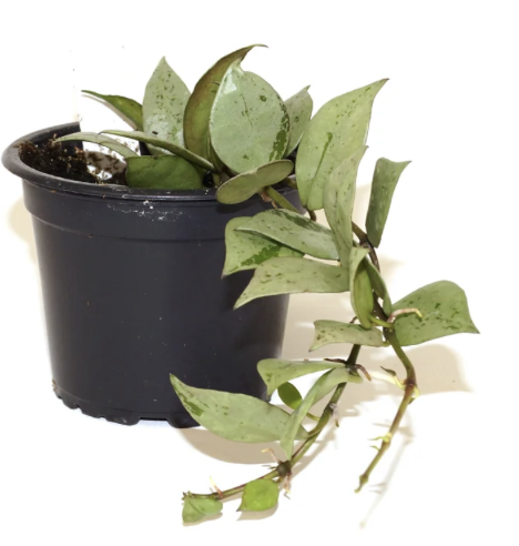 Krohniana Super Silver pot.png