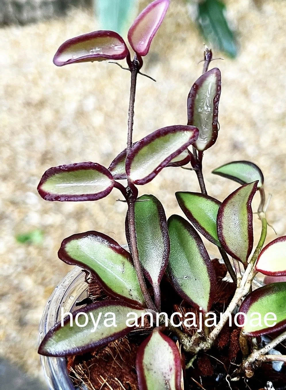 Hoya Anncajanoae