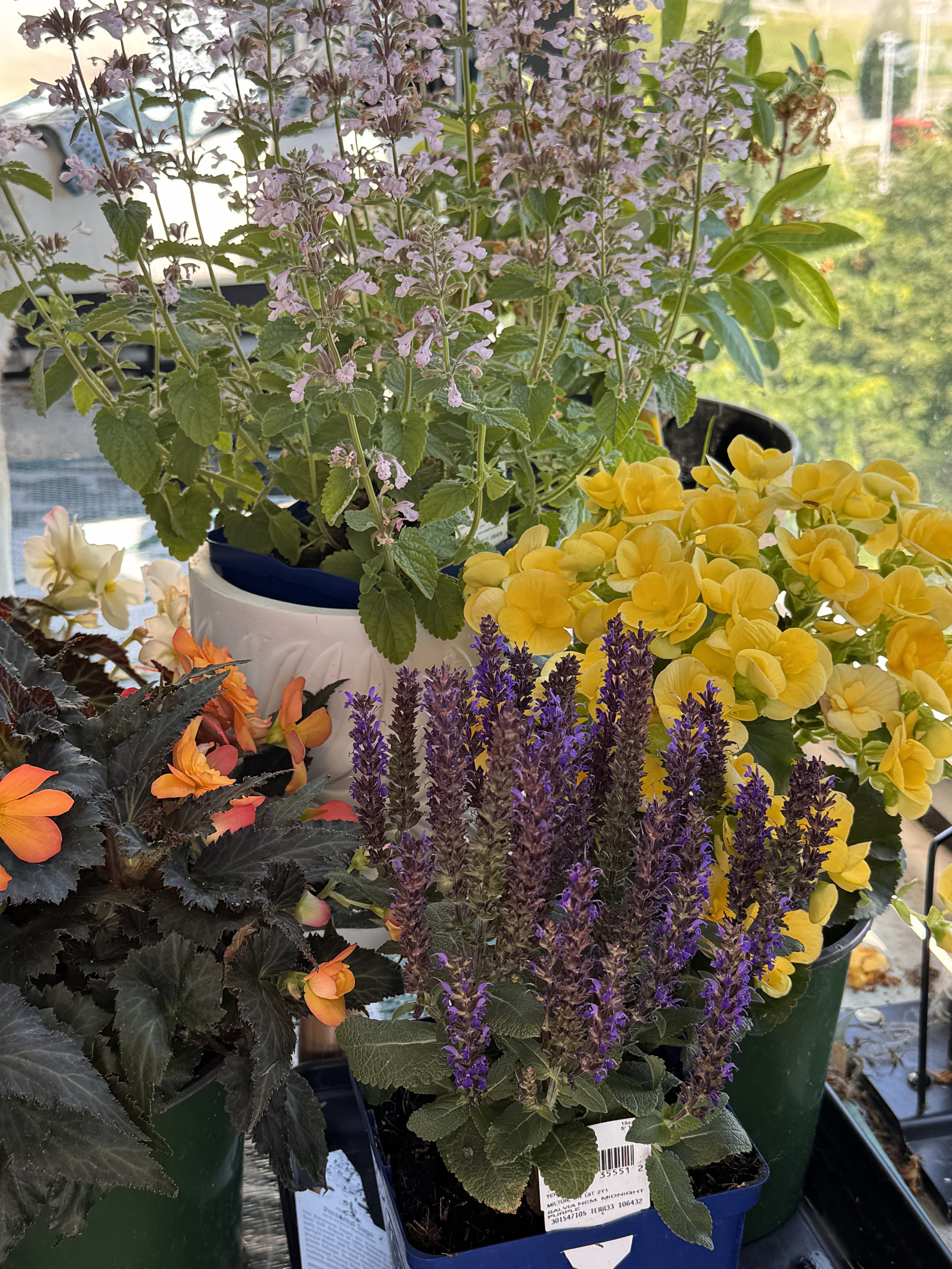New Begonias and perennials in the Garden Today